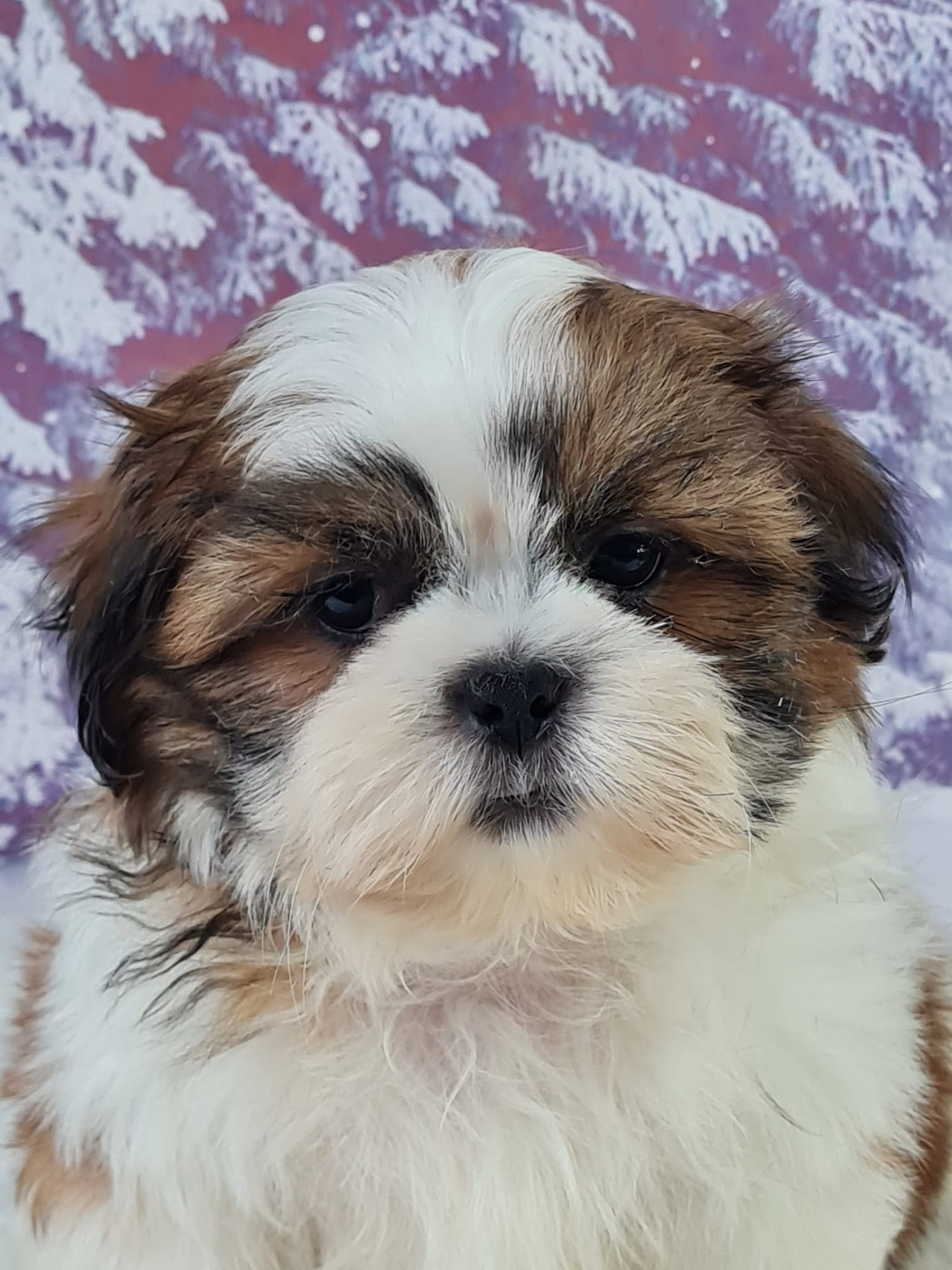 du mont de la chenaie - Chiots disponibles - Shih Tzu