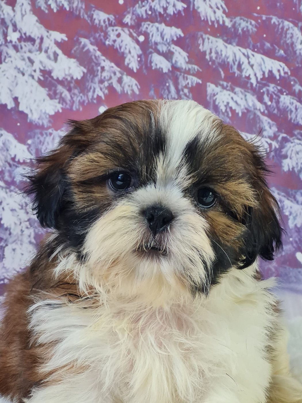 du mont de la chenaie - Chiots disponibles - Shih Tzu