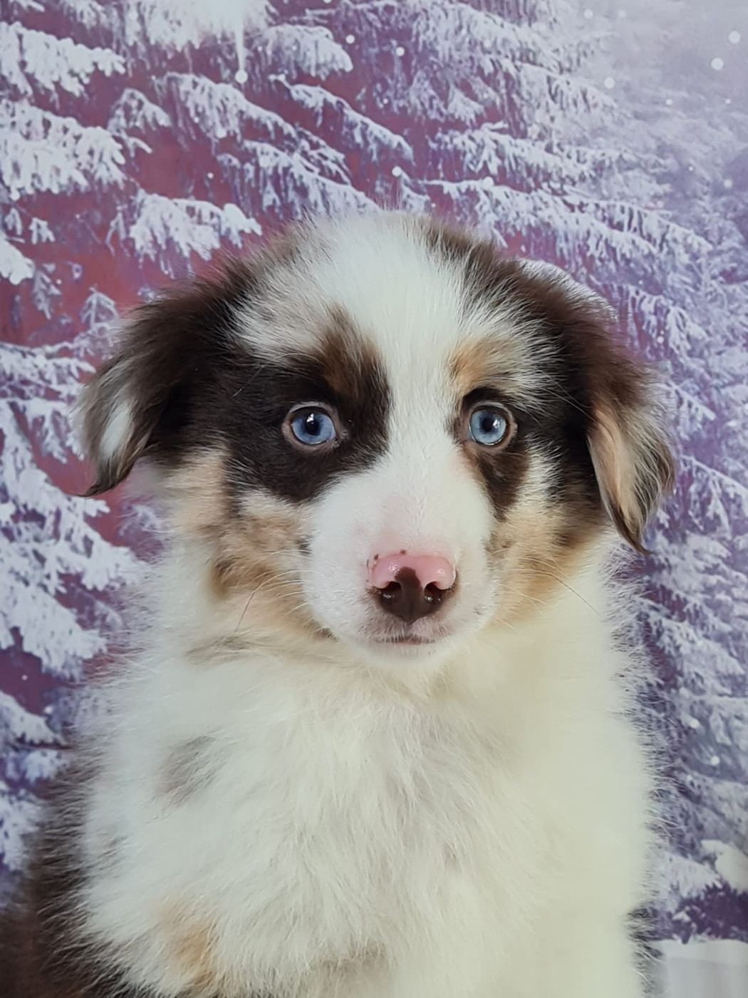 du mont de la chenaie - Chiots disponibles - Berger Américain Miniature 