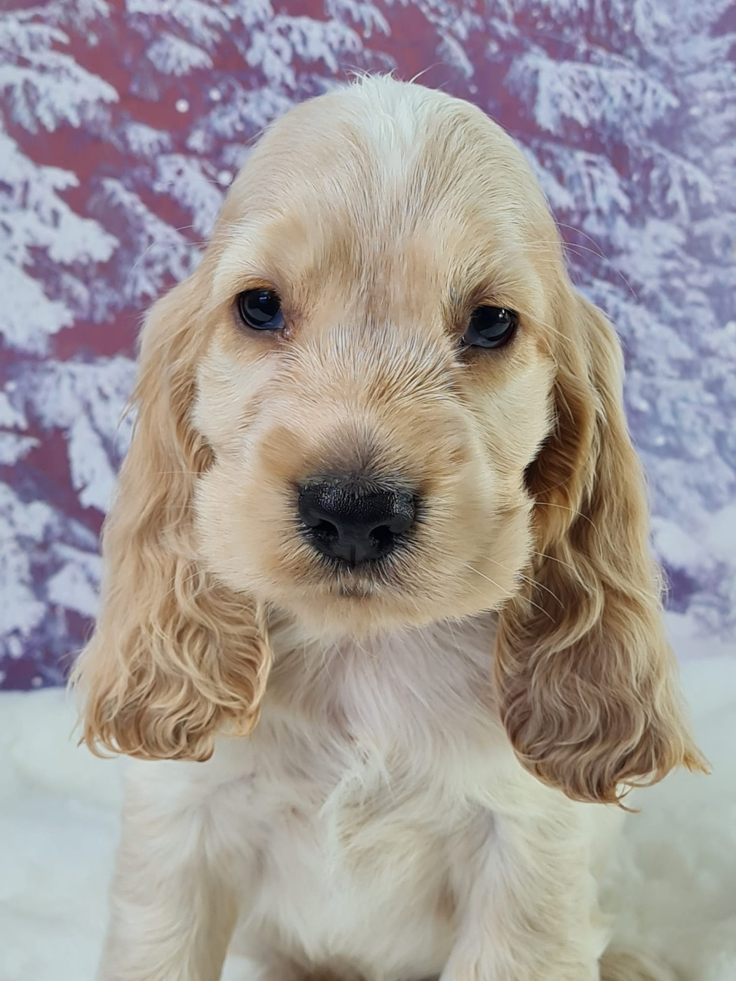 du mont de la chenaie - Chiots disponibles - Cocker Spaniel Anglais