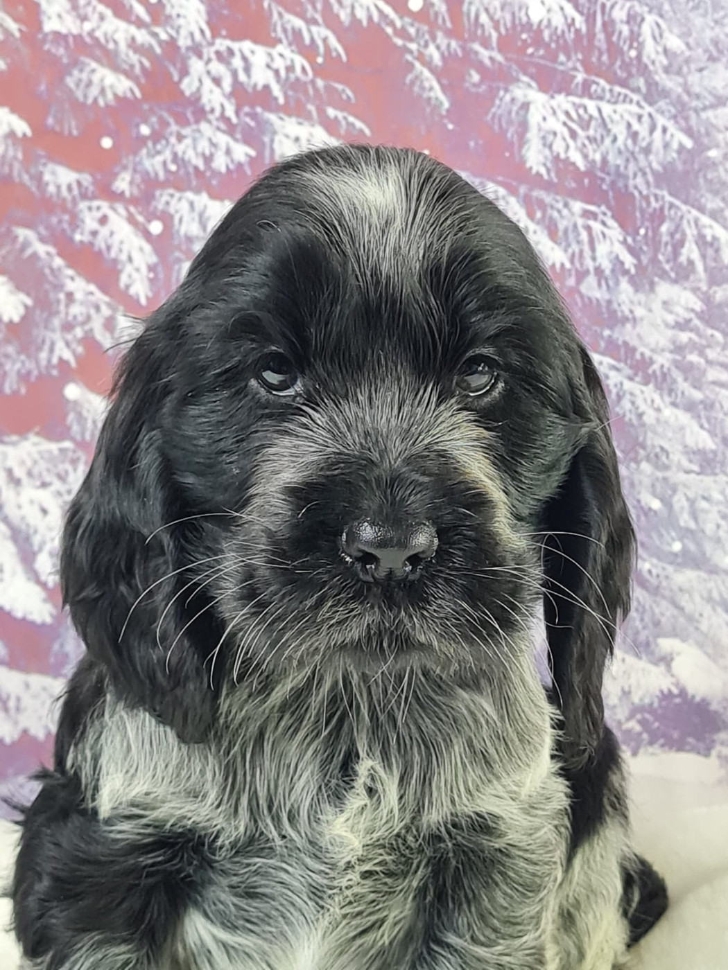 du mont de la chenaie - Chiots disponibles - Cocker Spaniel Anglais