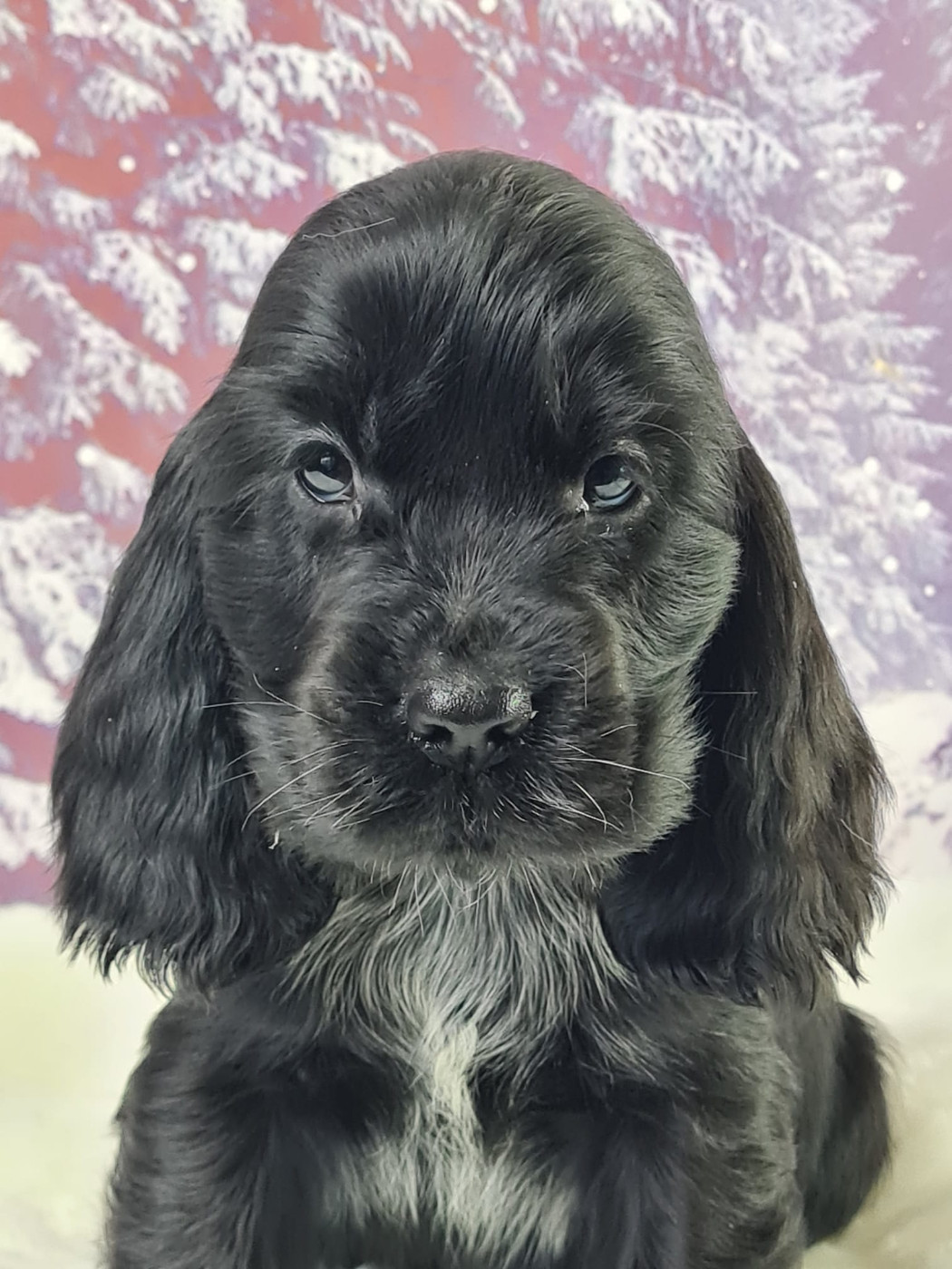 du mont de la chenaie - Chiots disponibles - Cocker Spaniel Anglais