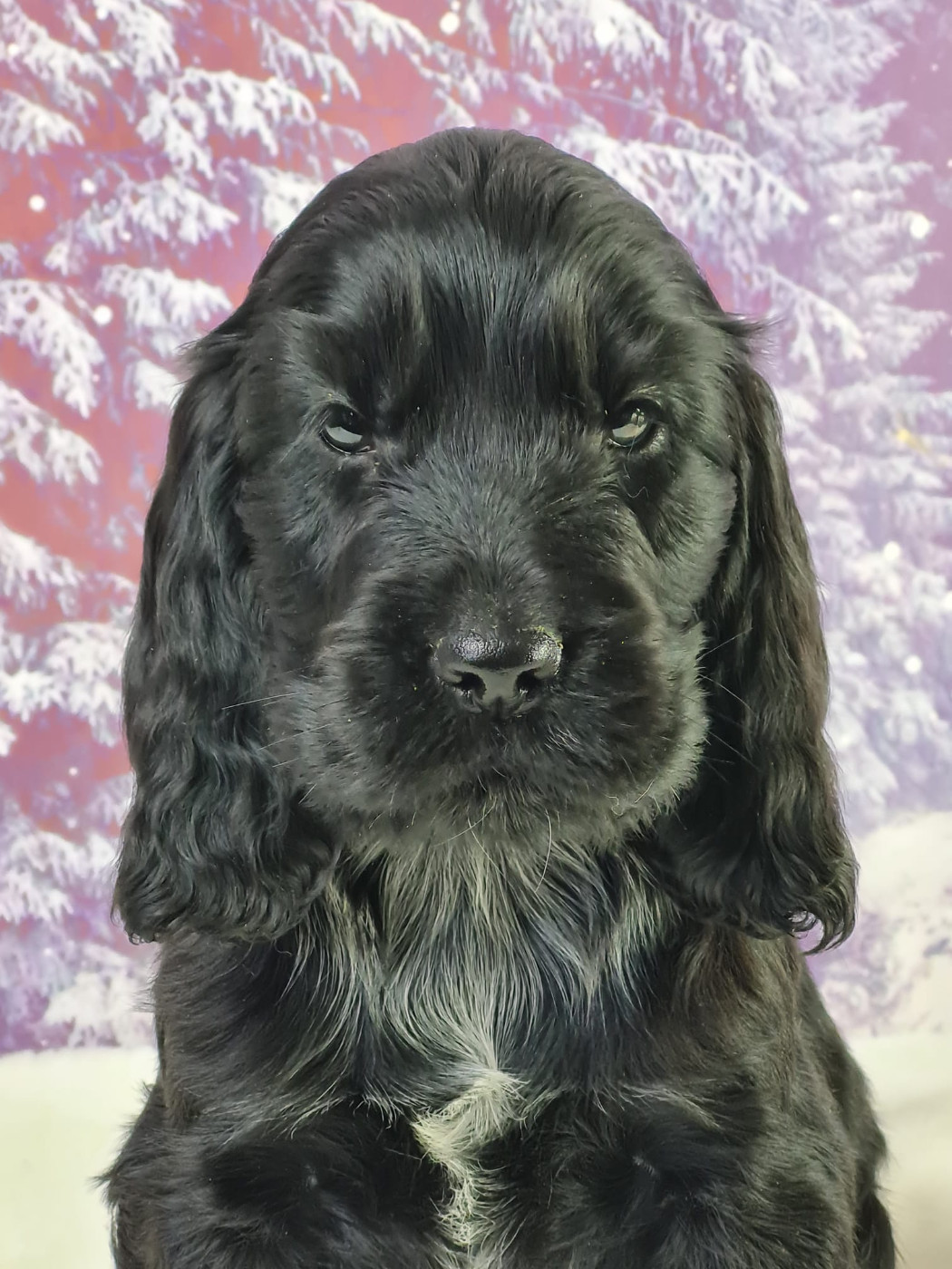 du mont de la chenaie - Chiots disponibles - Cocker Spaniel Anglais