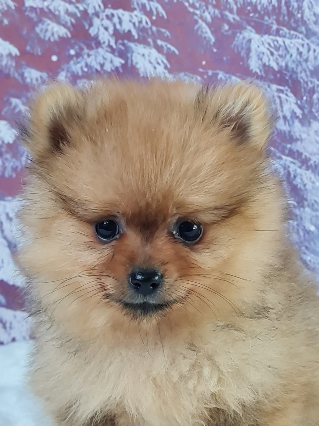 du mont de la chenaie - Chiots disponibles - Spitz allemand