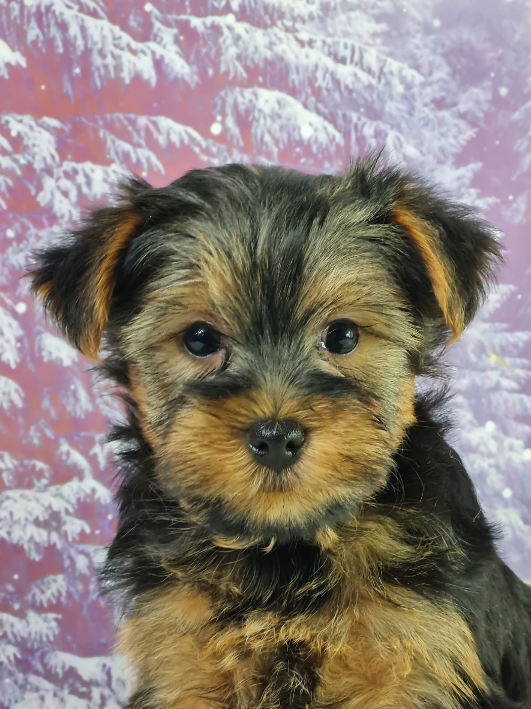 du mont de la chenaie - Chiots disponibles - Yorkshire Terrier