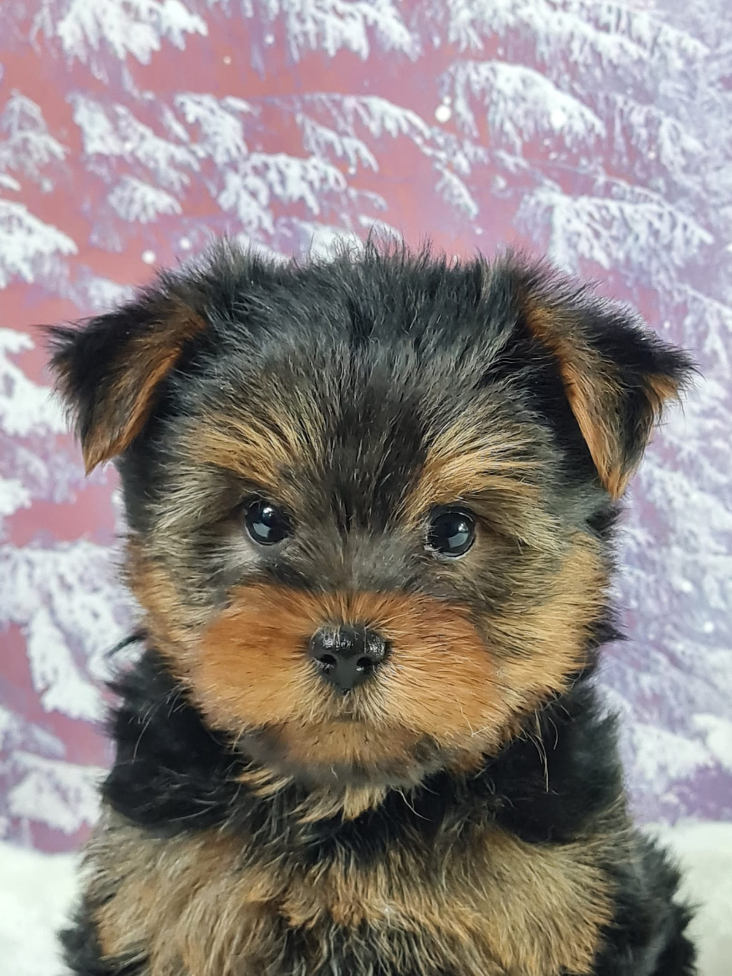du mont de la chenaie - Chiots disponibles - Yorkshire Terrier