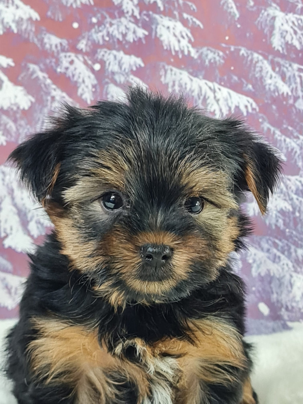 du mont de la chenaie - Chiots disponibles - Yorkshire Terrier