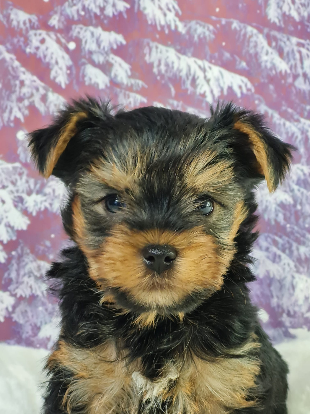 du mont de la chenaie - Chiots disponibles - Yorkshire Terrier