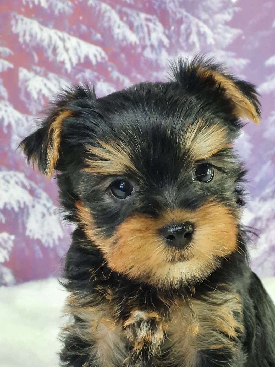 du mont de la chenaie - Yorkshire Terrier - Portée née le 31/12/2025