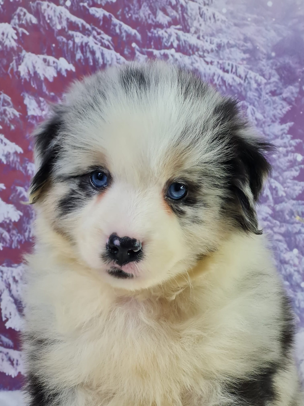 du mont de la chenaie - Chiots disponibles - Berger Américain Miniature 