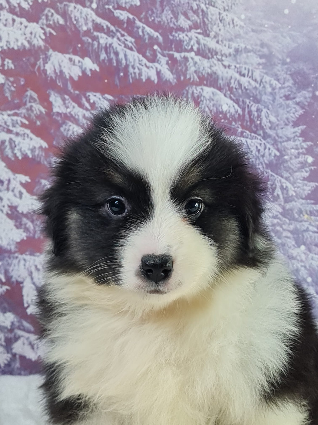 du mont de la chenaie - Chiots disponibles - Berger Américain Miniature 