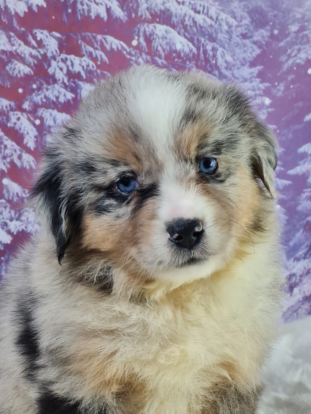 du mont de la chenaie - Chiots disponibles - Berger Américain Miniature 