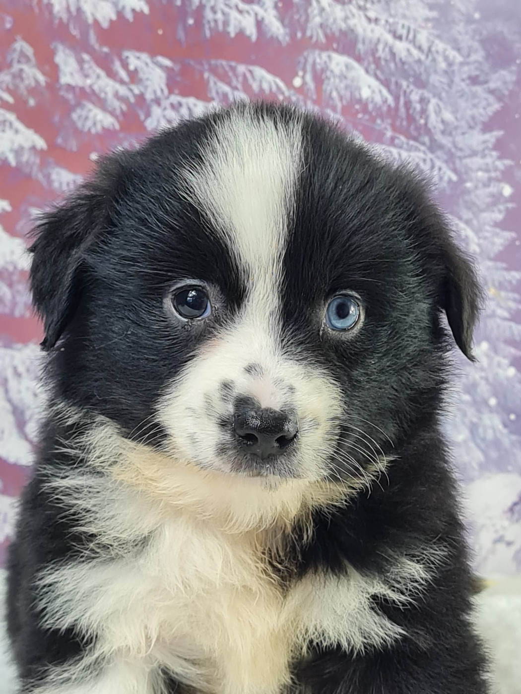 du mont de la chenaie - Chiots disponibles - Berger Américain Miniature 