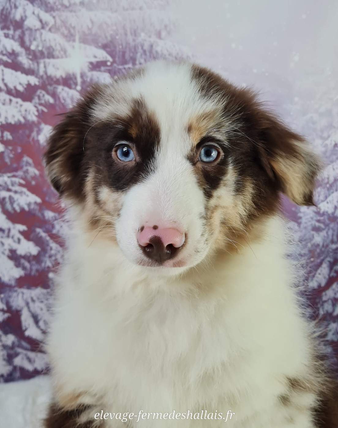 du mont de la chenaie - Chiots disponibles - Berger Américain Miniature 