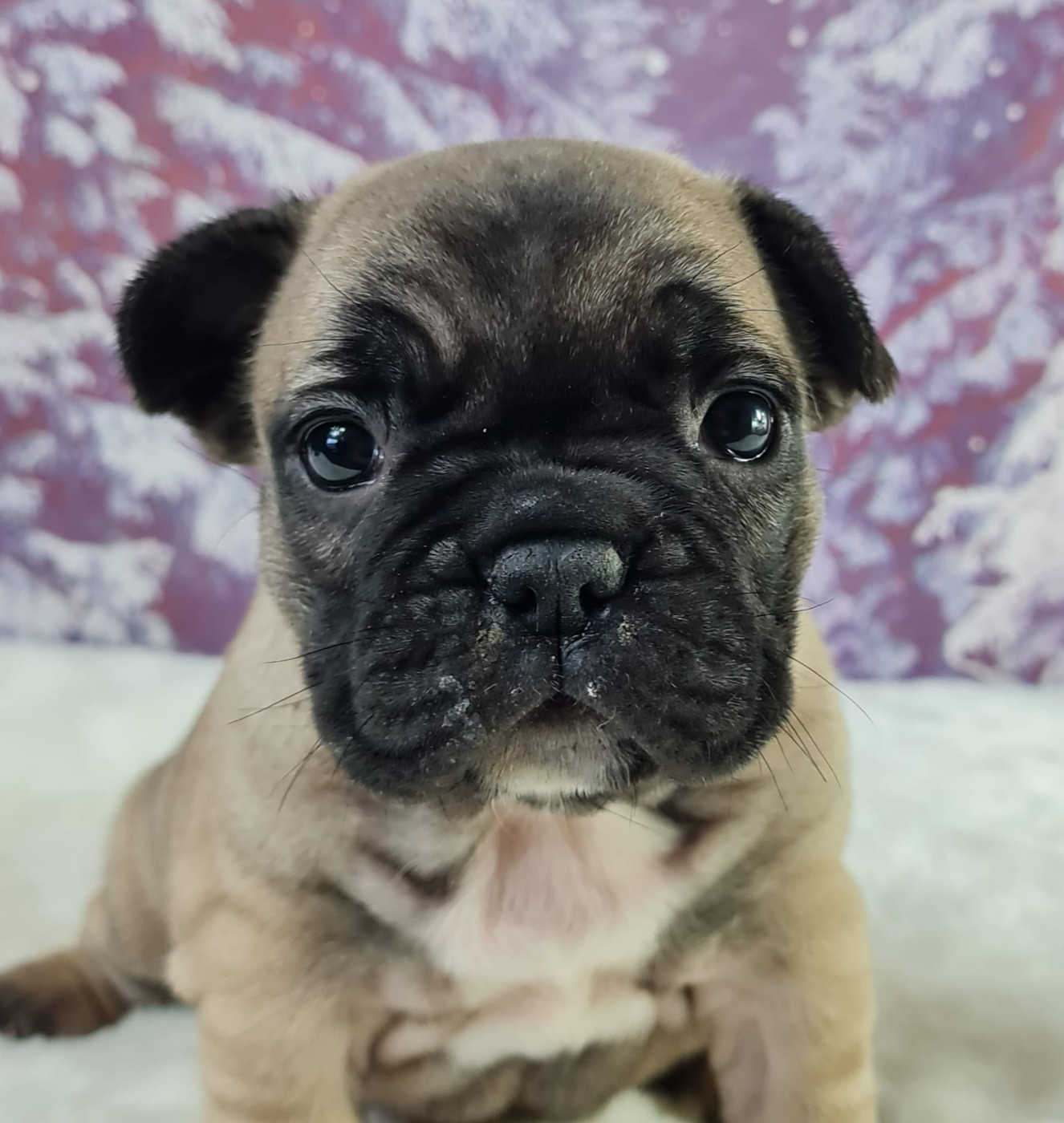 du mont de la chenaie - Chiots disponibles - Bouledogue français