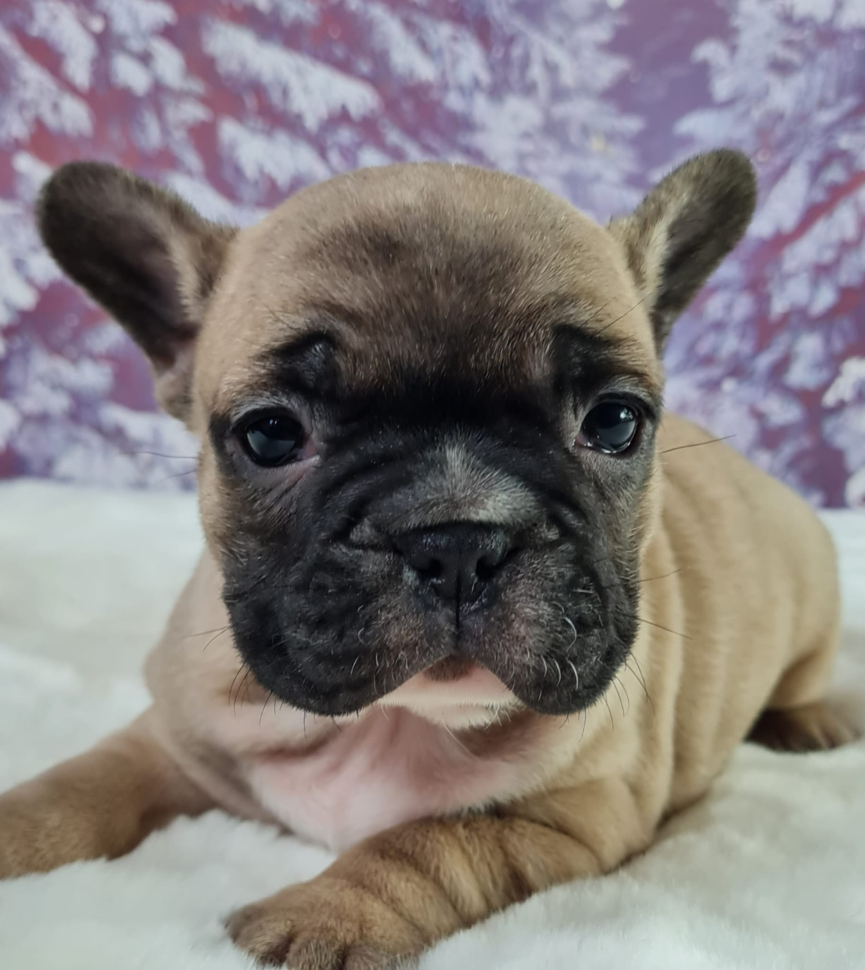 du mont de la chenaie - Chiots disponibles - Bouledogue français
