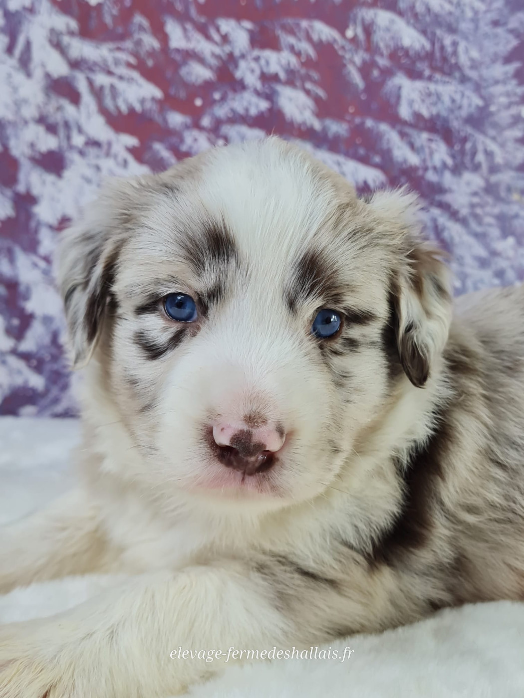 du mont de la chenaie - Chiots disponibles - Berger Américain Miniature 