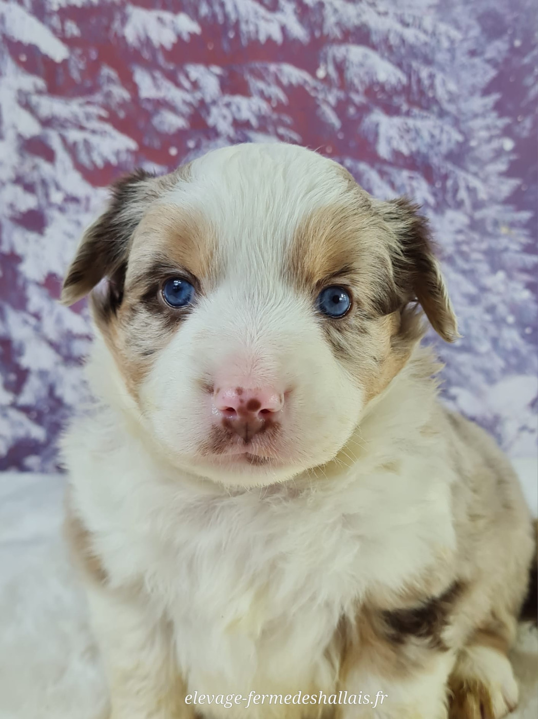 du mont de la chenaie - Chiots disponibles - Berger Américain Miniature 