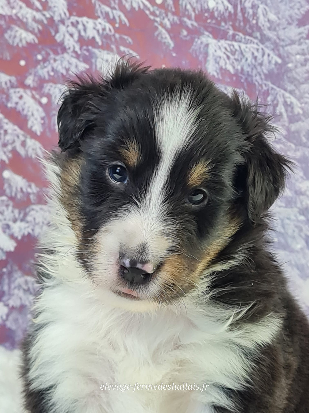 du mont de la chenaie - Chiots disponibles - Shetland Sheepdog