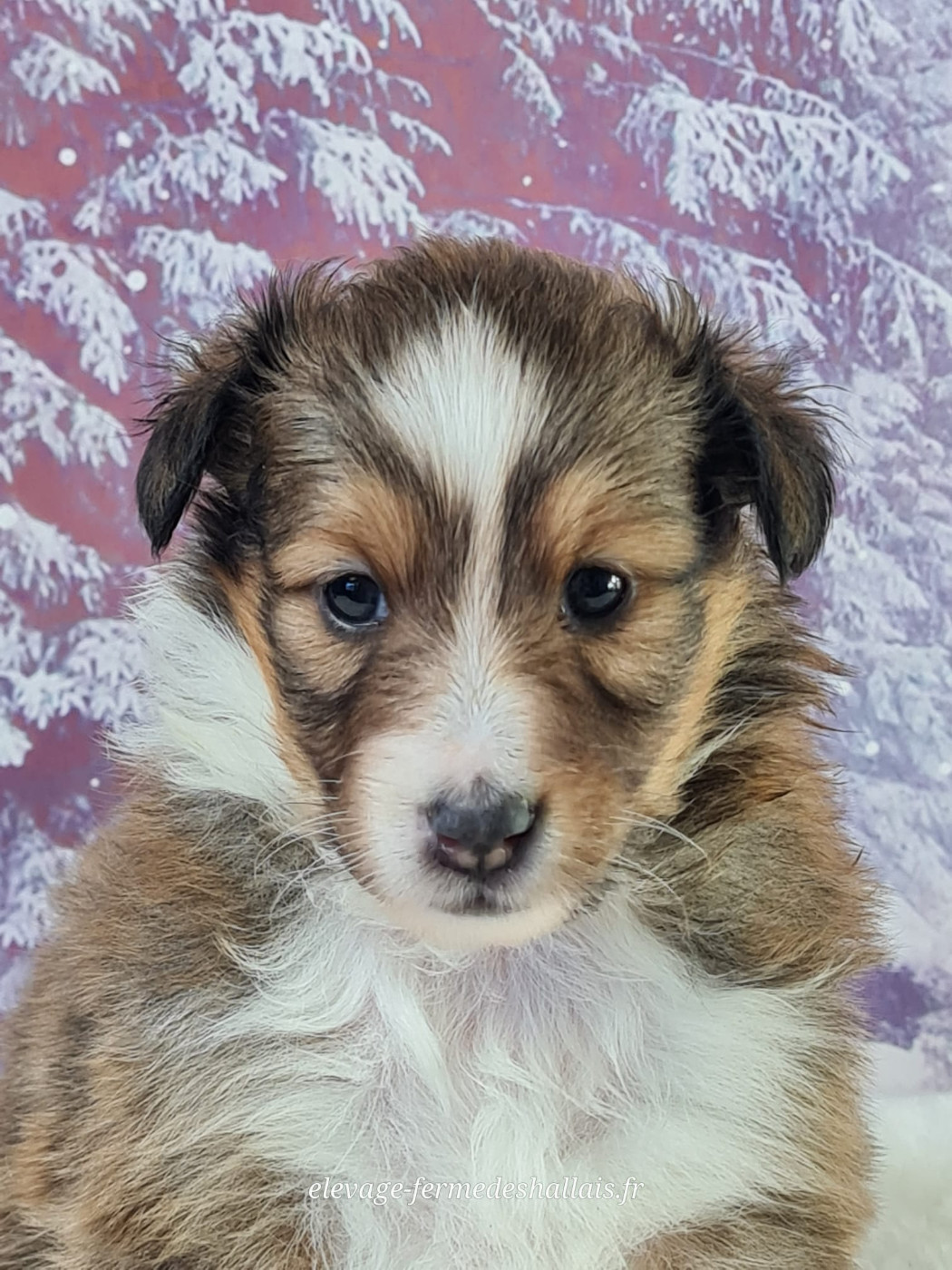du mont de la chenaie - Chiots disponibles - Shetland Sheepdog