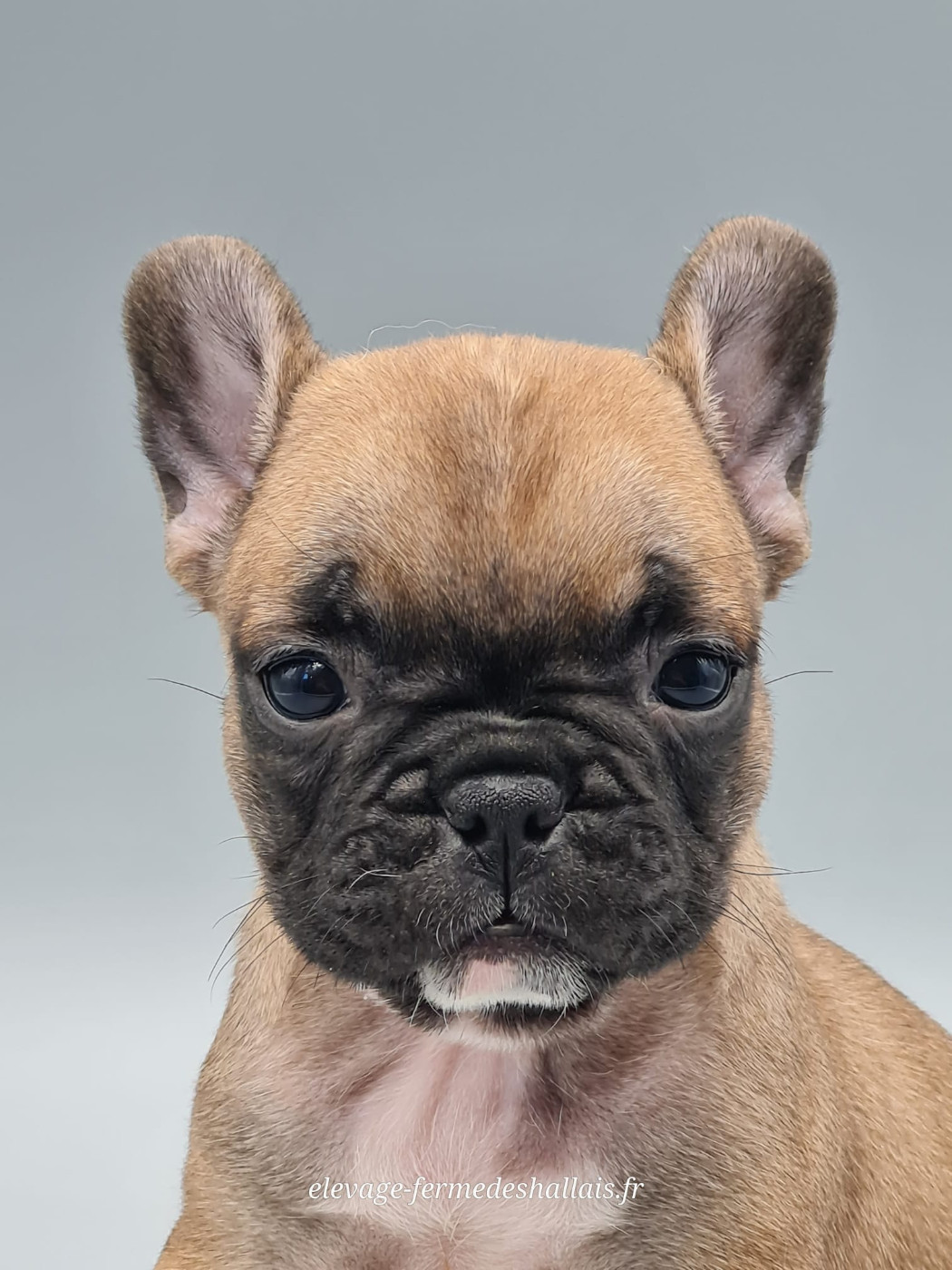 du mont de la chenaie - Chiots disponibles - Bouledogue français