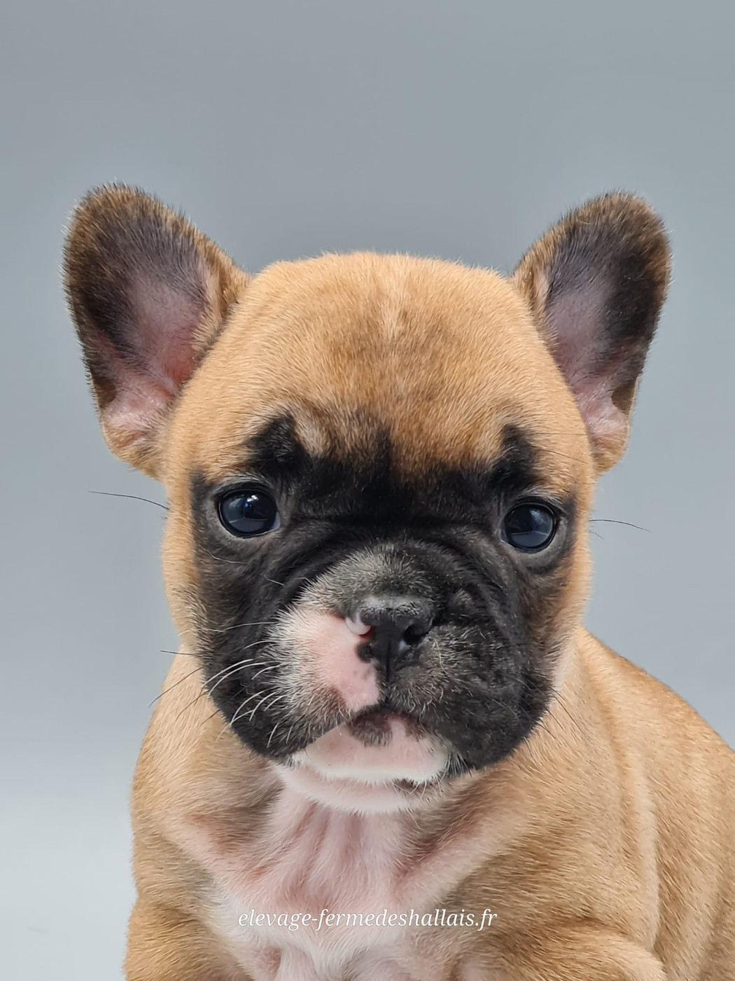 du mont de la chenaie - Chiots disponibles - Bouledogue français