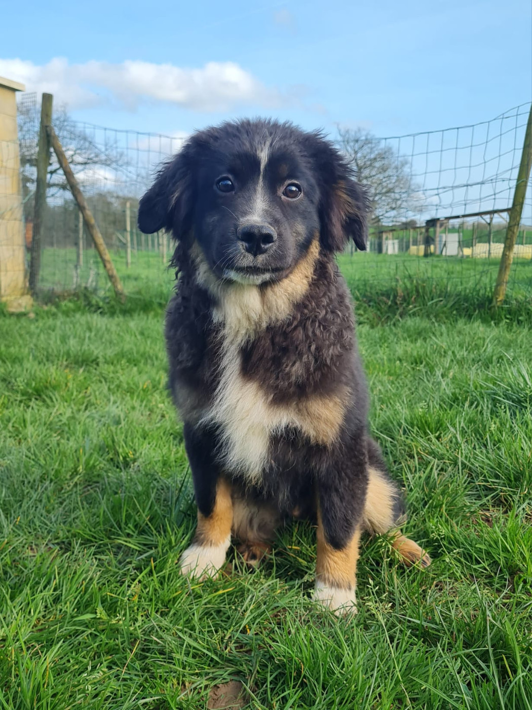 du mont de la chenaie - Chiots disponibles - Berger Américain Miniature 