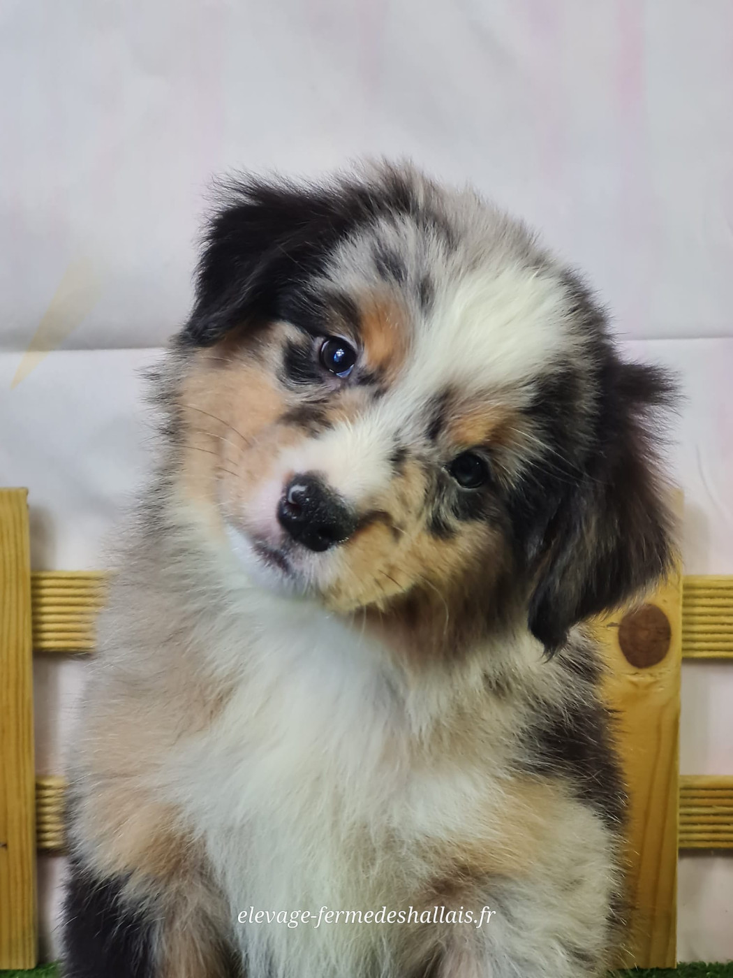 du mont de la chenaie - Chiots disponibles - Berger Américain Miniature 