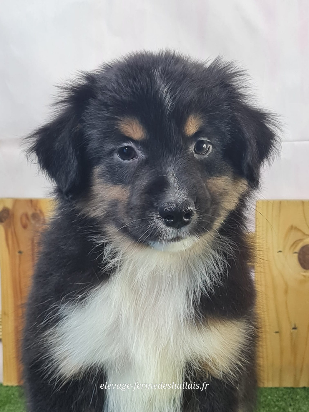 du mont de la chenaie - Chiots disponibles - Berger Américain Miniature 