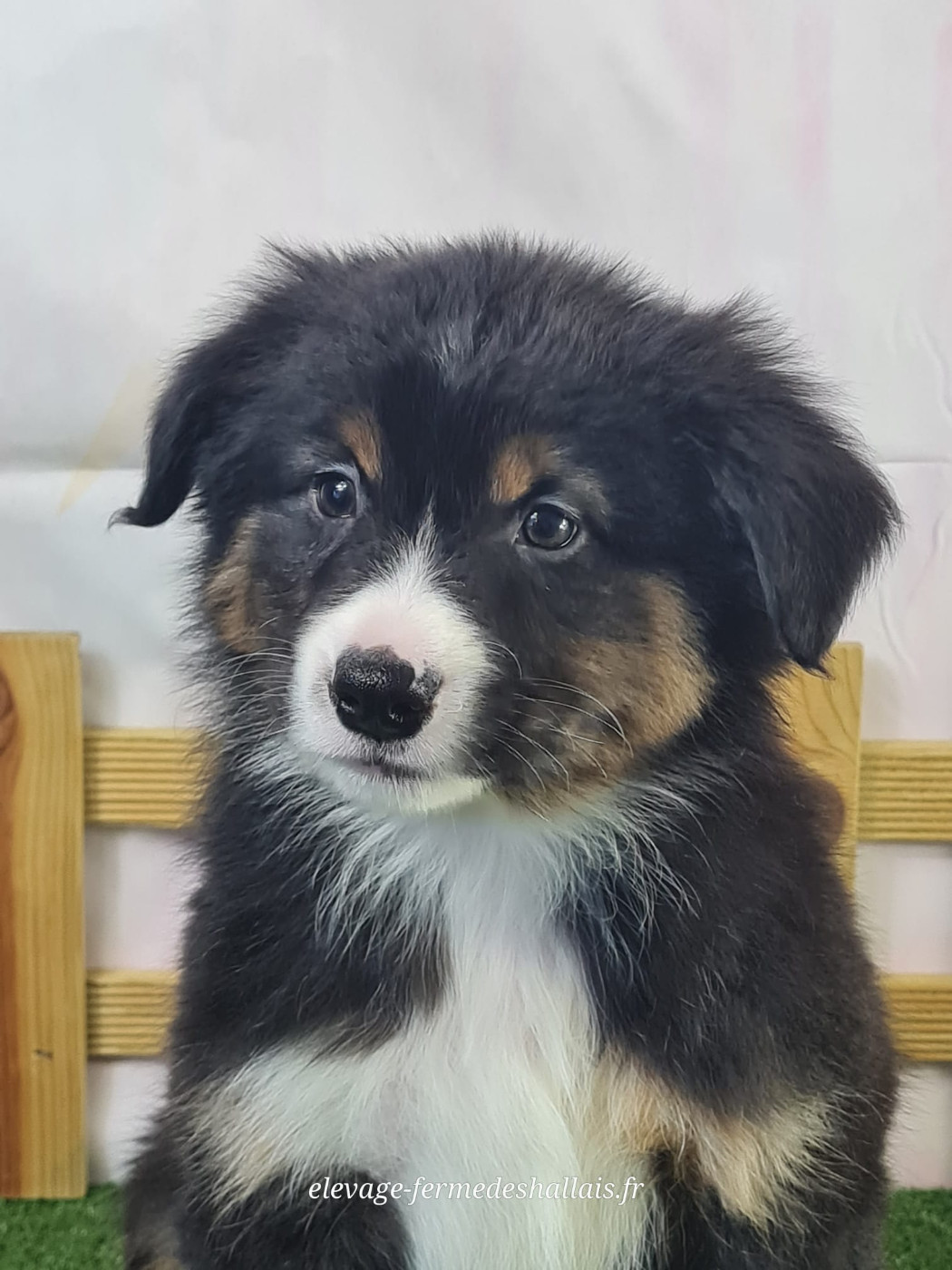 du mont de la chenaie - Chiots disponibles - Berger Américain Miniature 