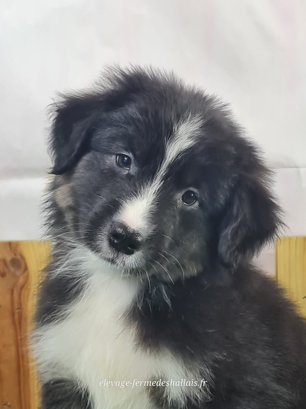 du mont de la chenaie - Chiots disponibles - Berger Américain Miniature 