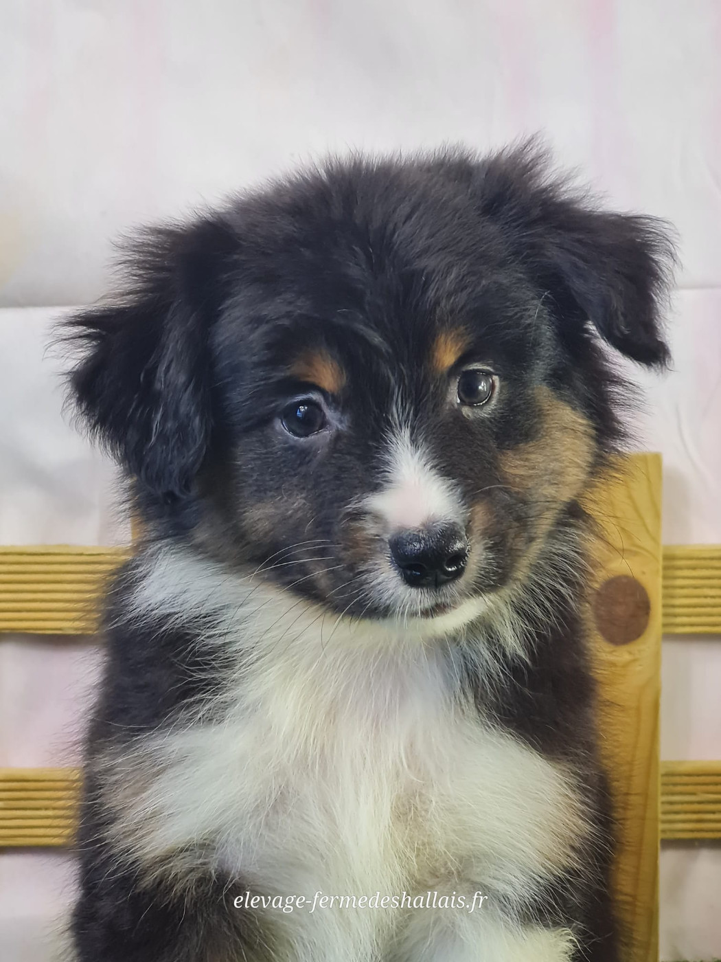 du mont de la chenaie - Chiots disponibles - Berger Américain Miniature 