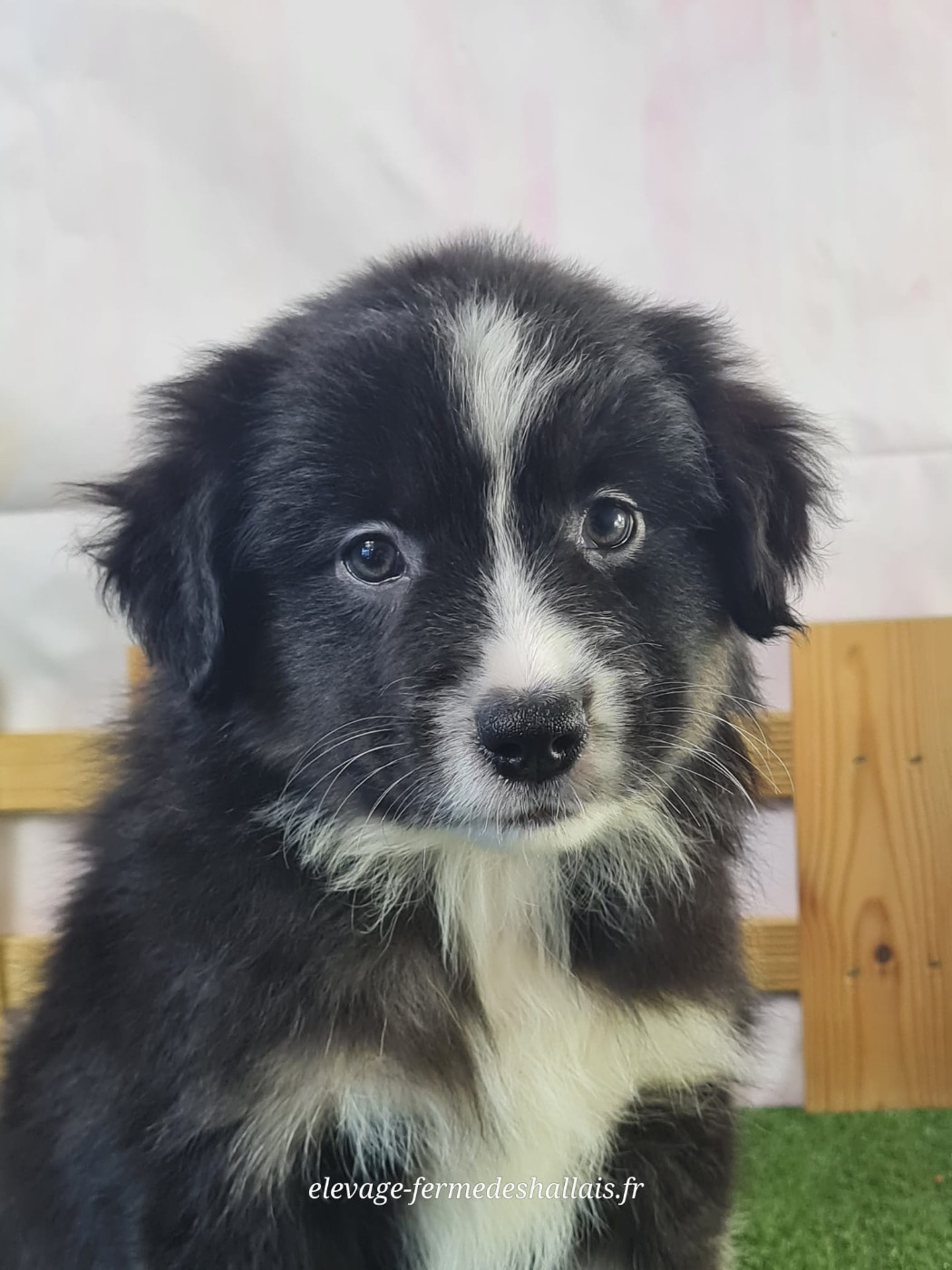 du mont de la chenaie - Chiots disponibles - Berger Américain Miniature 