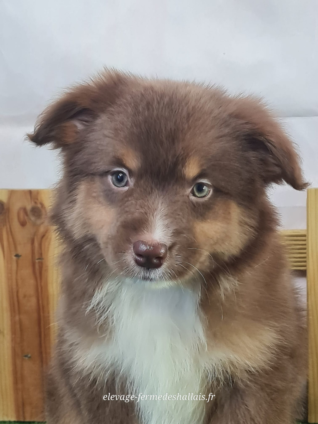 du mont de la chenaie - Chiots disponibles - Berger Américain Miniature 