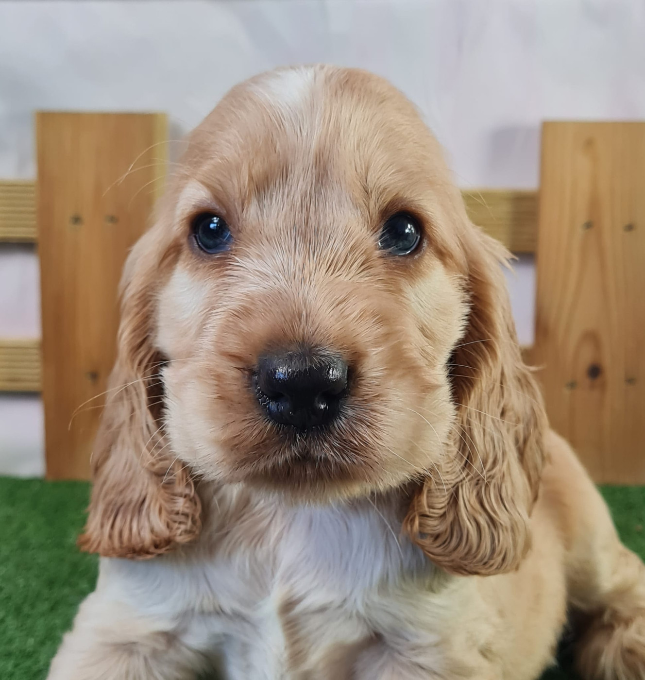 du mont de la chenaie - Cocker Spaniel Anglais - Portée née le 04/02/2026