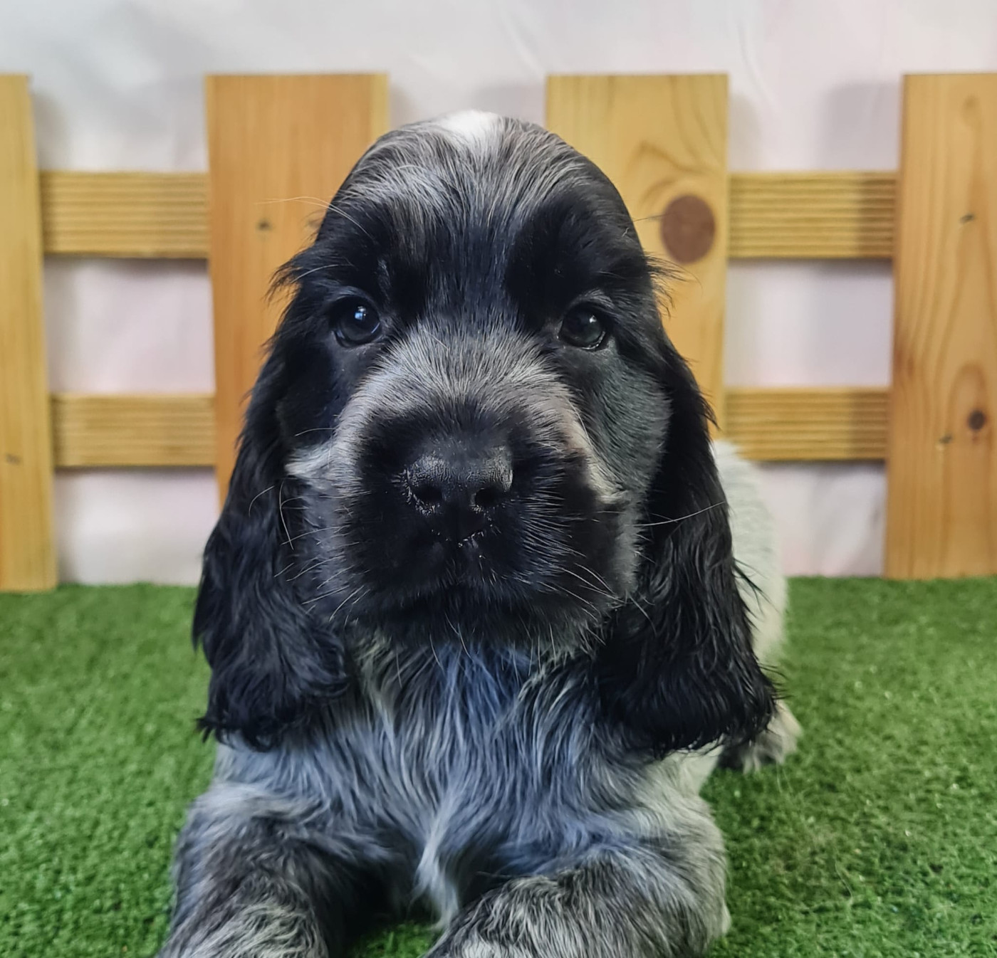 du mont de la chenaie - Chiots disponibles - Cocker Spaniel Anglais