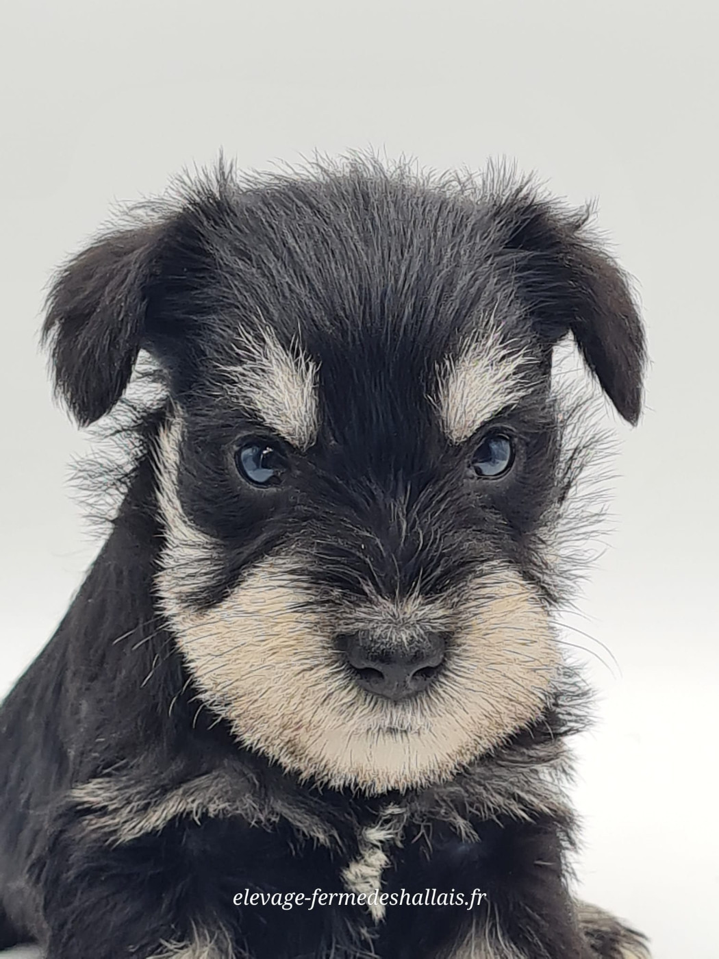 du mont de la chenaie - Chiots disponibles - Schnauzer miniature