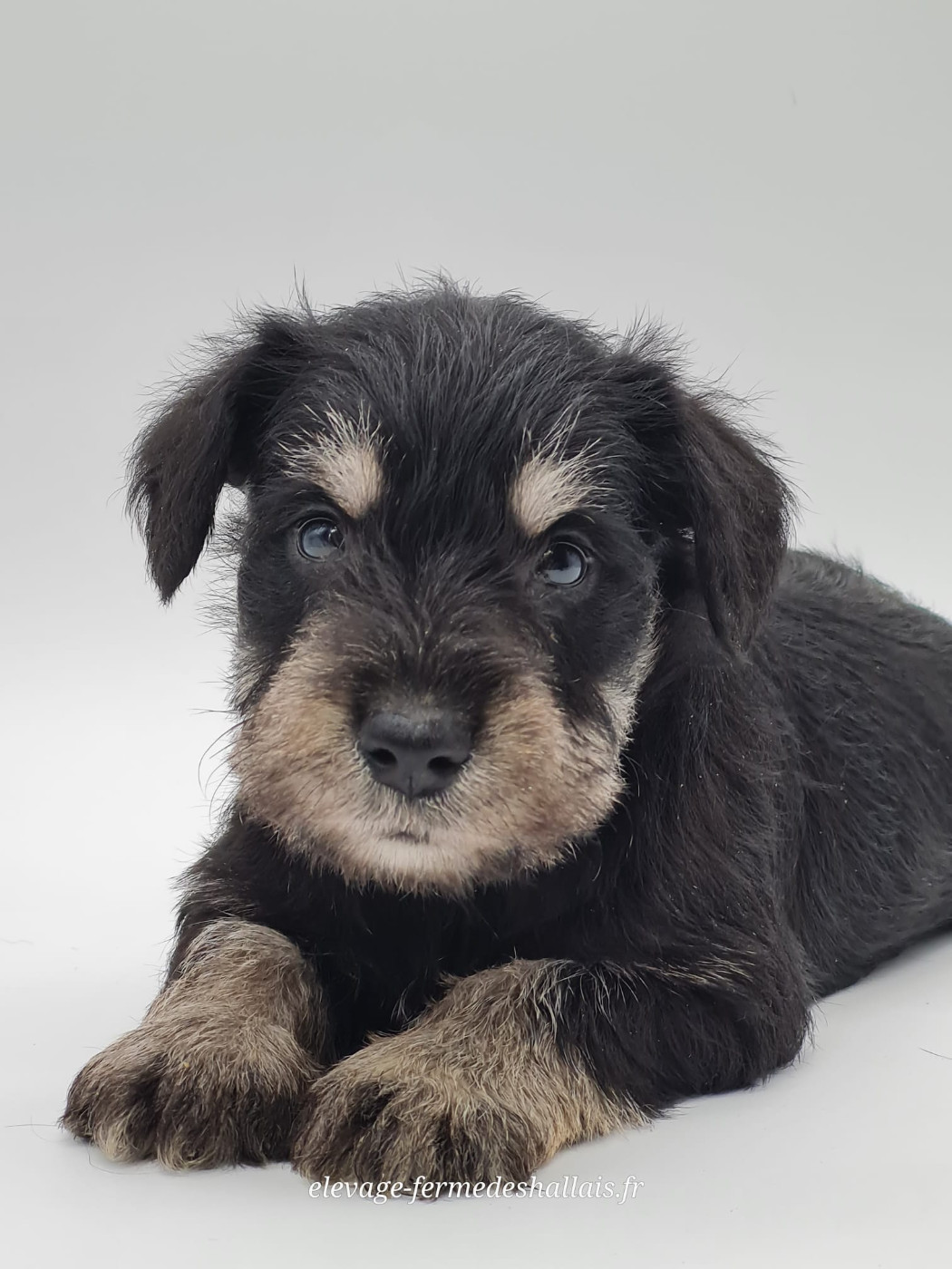 du mont de la chenaie - Chiots disponibles - Schnauzer miniature