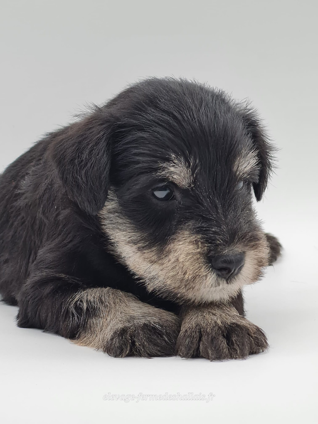 du mont de la chenaie - Chiots disponibles - Schnauzer miniature