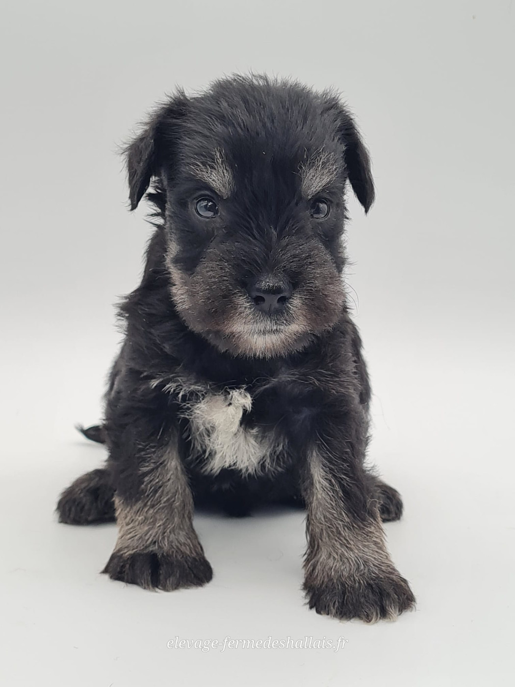 du mont de la chenaie - Chiots disponibles - Schnauzer miniature