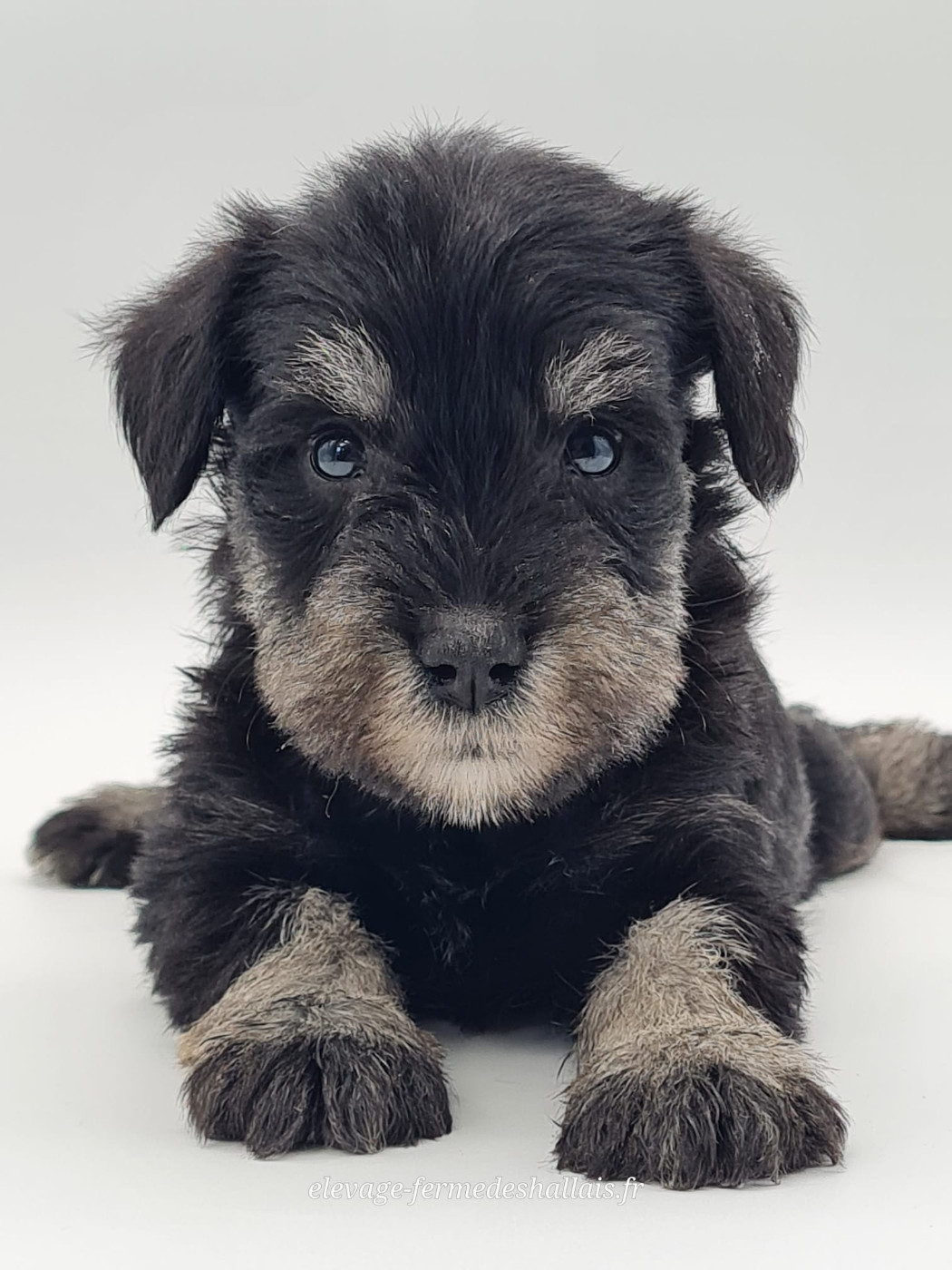 du mont de la chenaie - Chiots disponibles - Schnauzer miniature