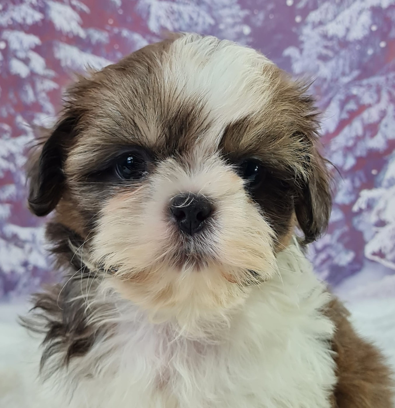 du mont de la chenaie - Chiots disponibles - Shih Tzu