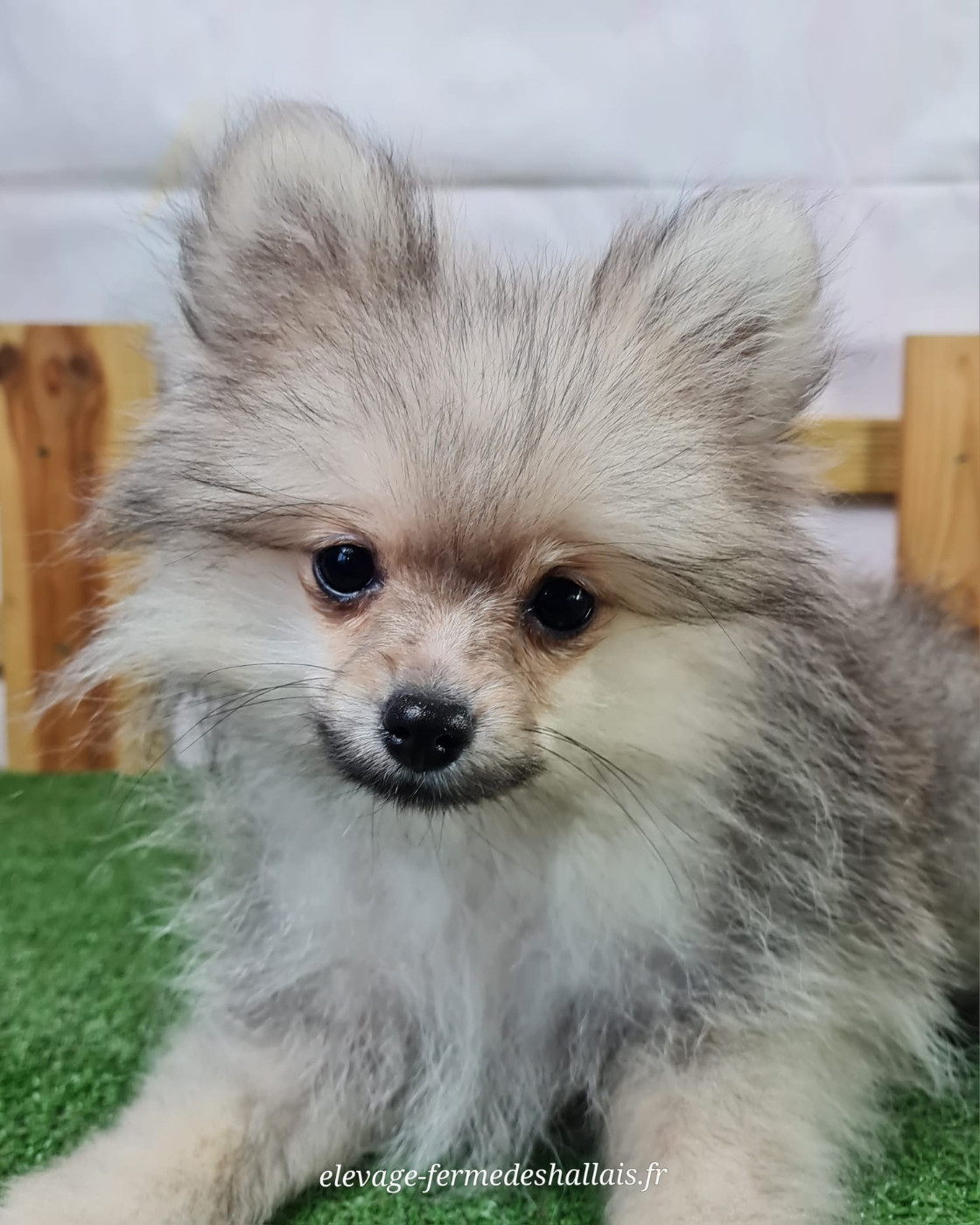 du mont de la chenaie - Chiots disponibles - Spitz allemand