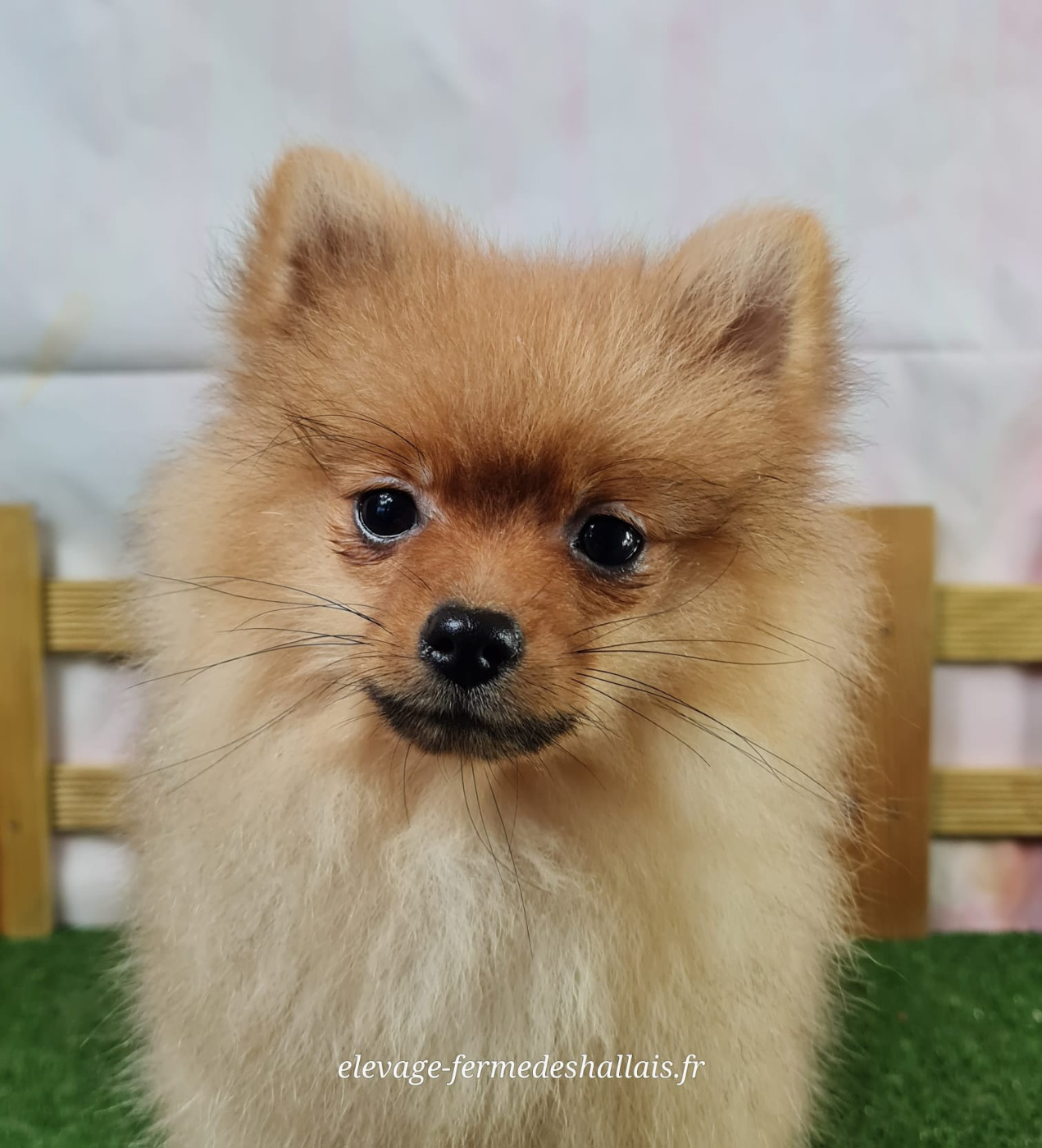 du mont de la chenaie - Chiots disponibles - Spitz allemand