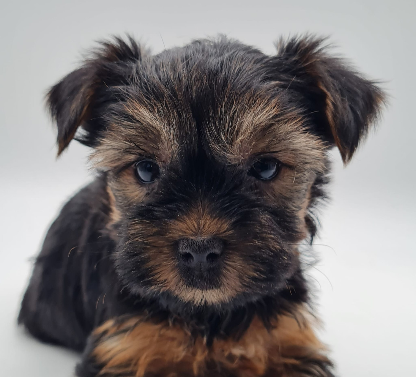 du mont de la chenaie - Chiots disponibles - Yorkshire Terrier