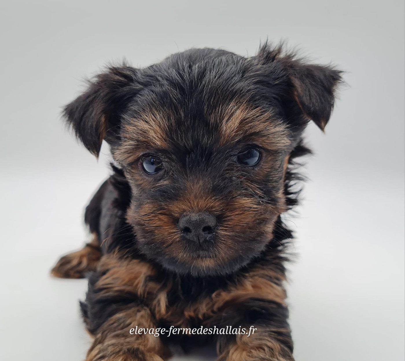 du mont de la chenaie - Chiots disponibles - Yorkshire Terrier