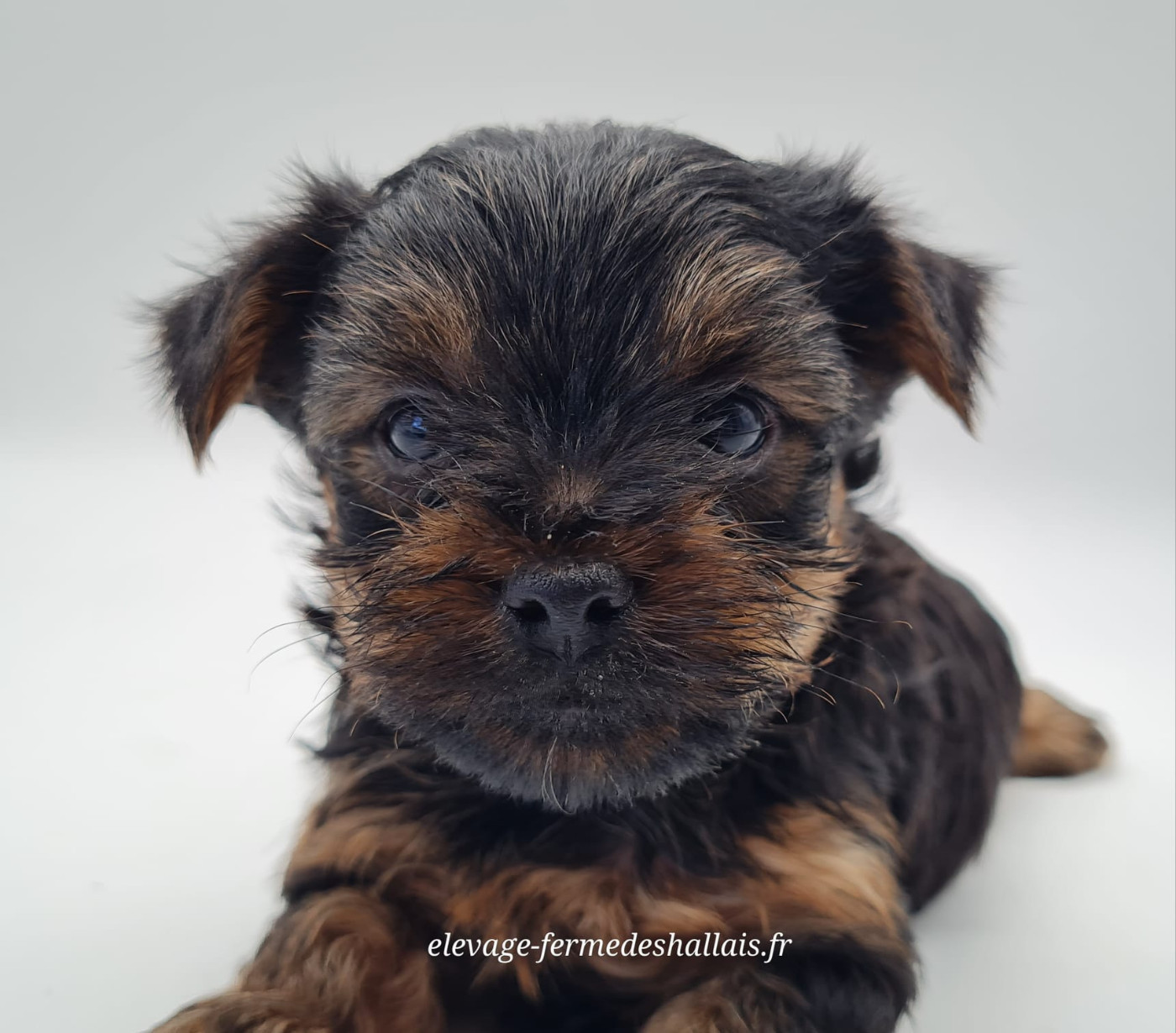 du mont de la chenaie - Chiots disponibles - Yorkshire Terrier