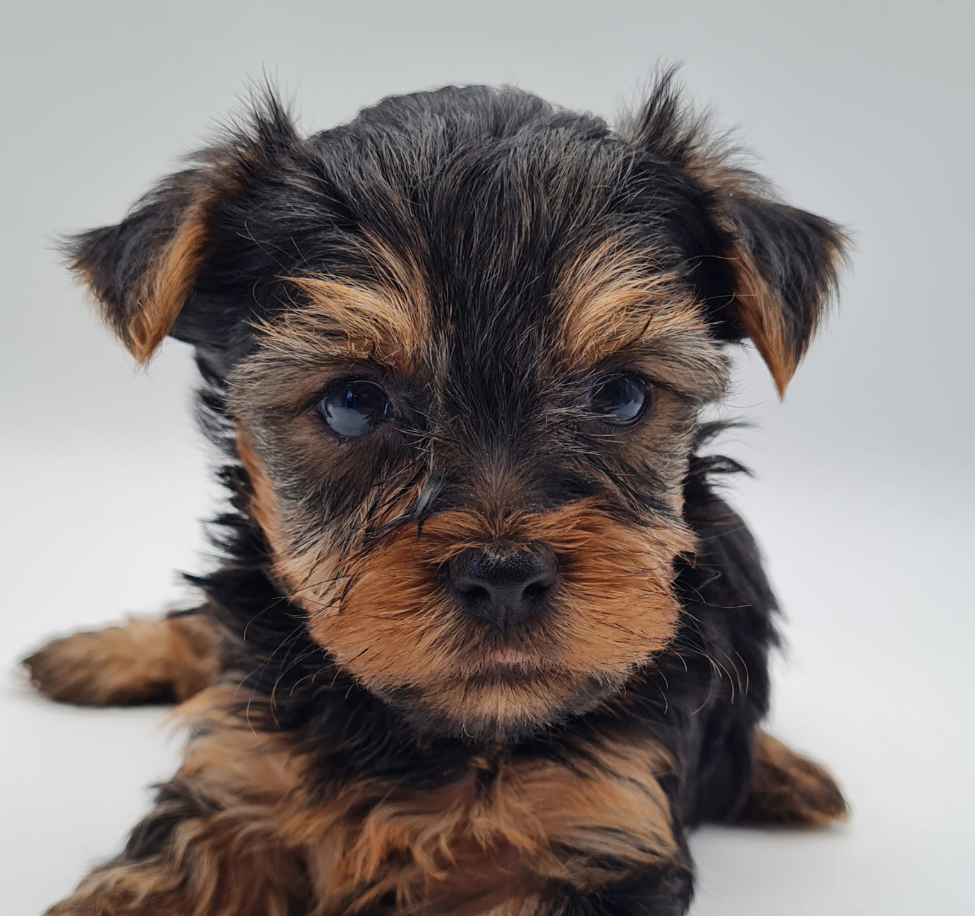 du mont de la chenaie - Chiots disponibles - Yorkshire Terrier