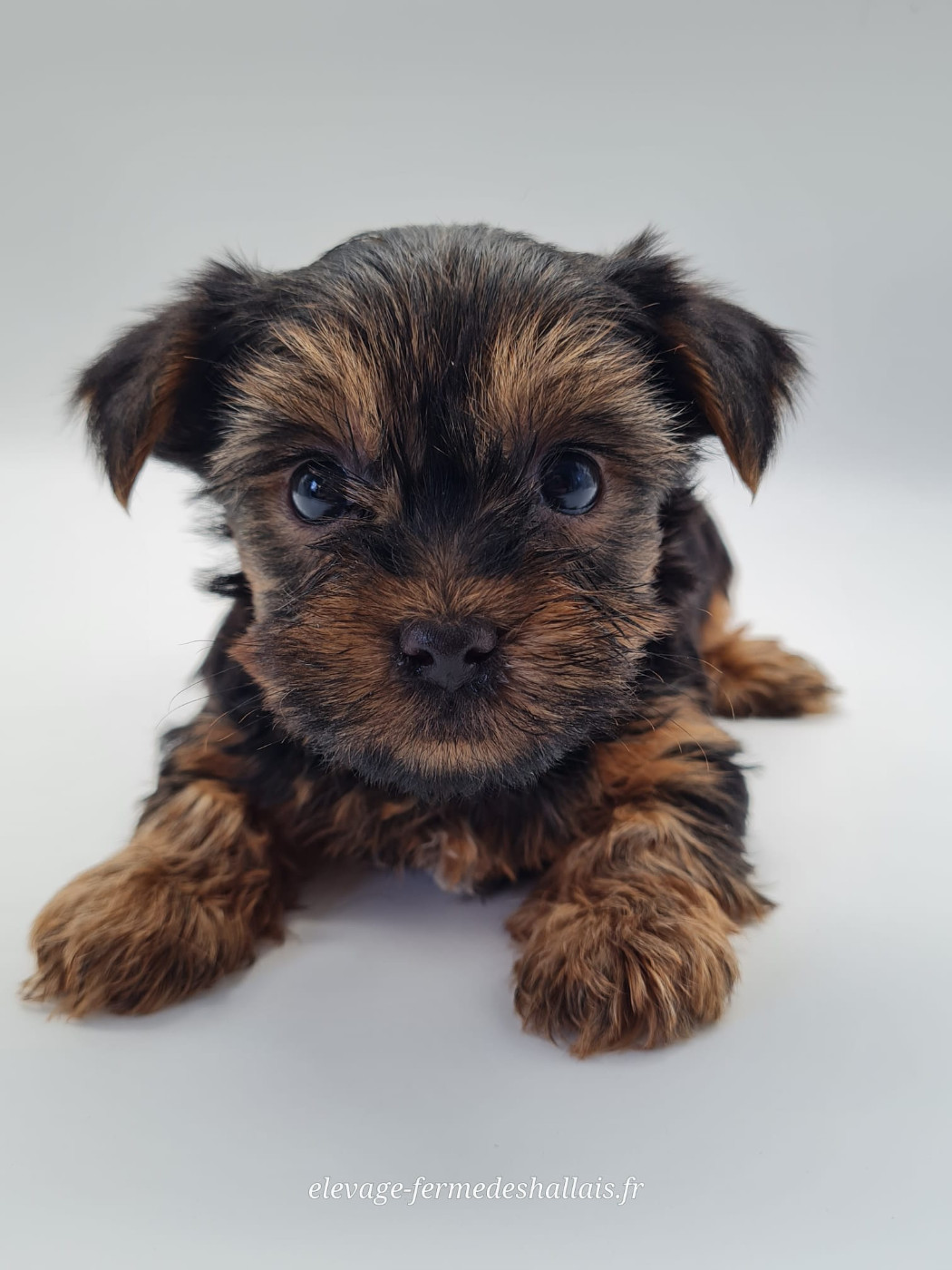 du mont de la chenaie - Chiots disponibles - Yorkshire Terrier