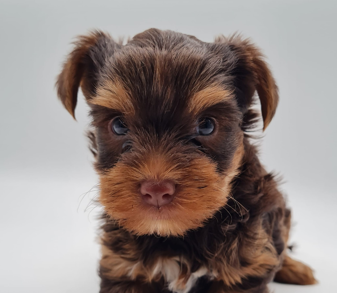 du mont de la chenaie - Chiots disponibles - Yorkshire Terrier